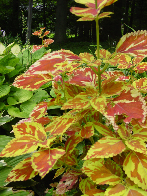 Coleus 